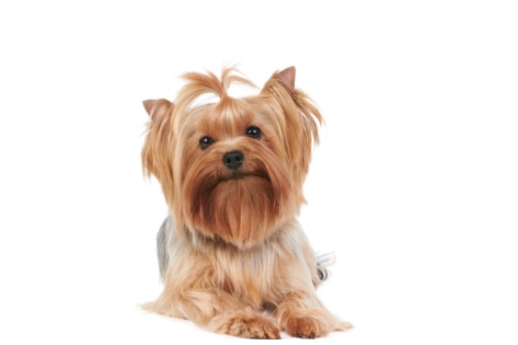 Keeping the Yorkshire Terrier's Coat Healthy